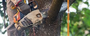 Best Emergency Tree Removal  in Milan, OH