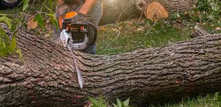 Trusted Milan, OH Tree Removal Experts