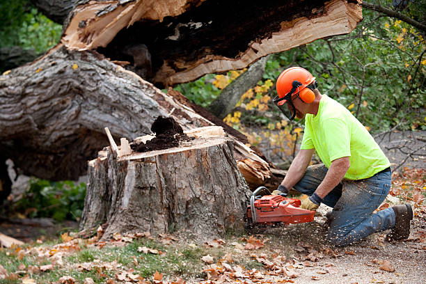 Best Stump Grinding and Removal  in Milan, OH