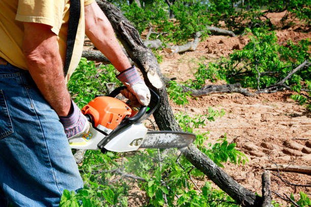 Best Commercial Tree Services  in Milan, OH